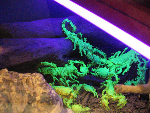 glowing scorpions.jpg